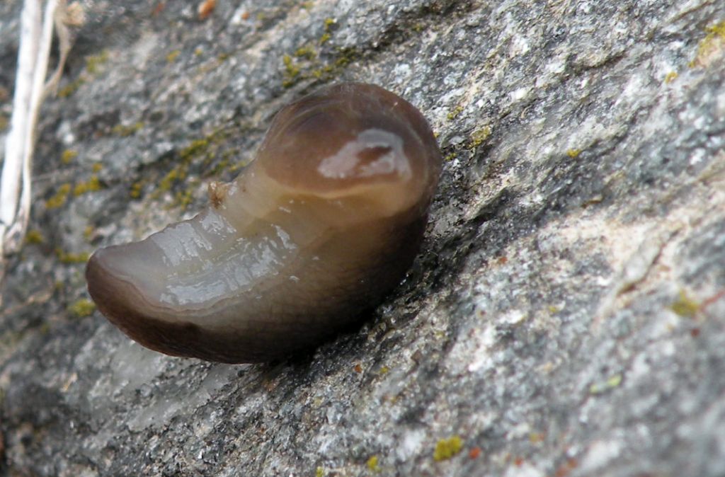 Lumaca dalla Val d''Aosta